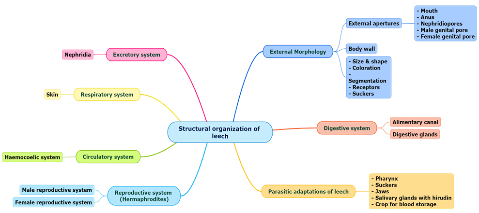 Structural organization of leech.png