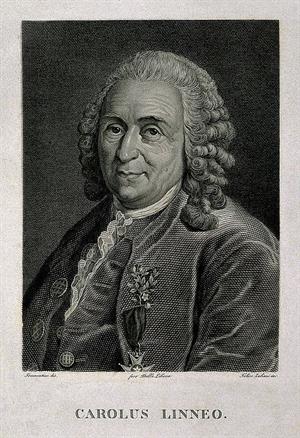 512px-Carolus_Linnaeus._Line_engraving_by_F._Zuliani_after_Tramont_Wellcome_V0003602.jpg