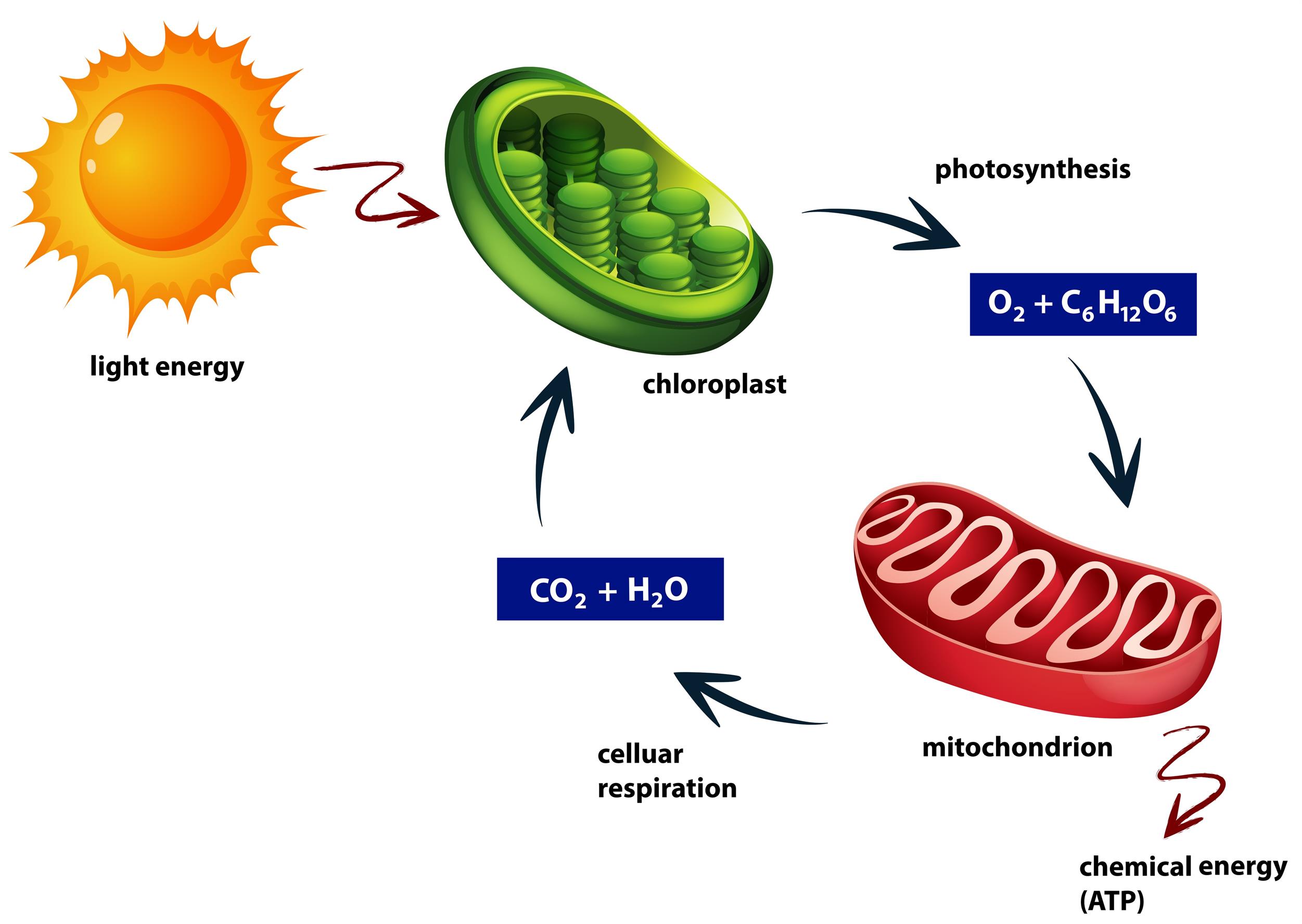 metabolism-lesson-science-cbse-class-10