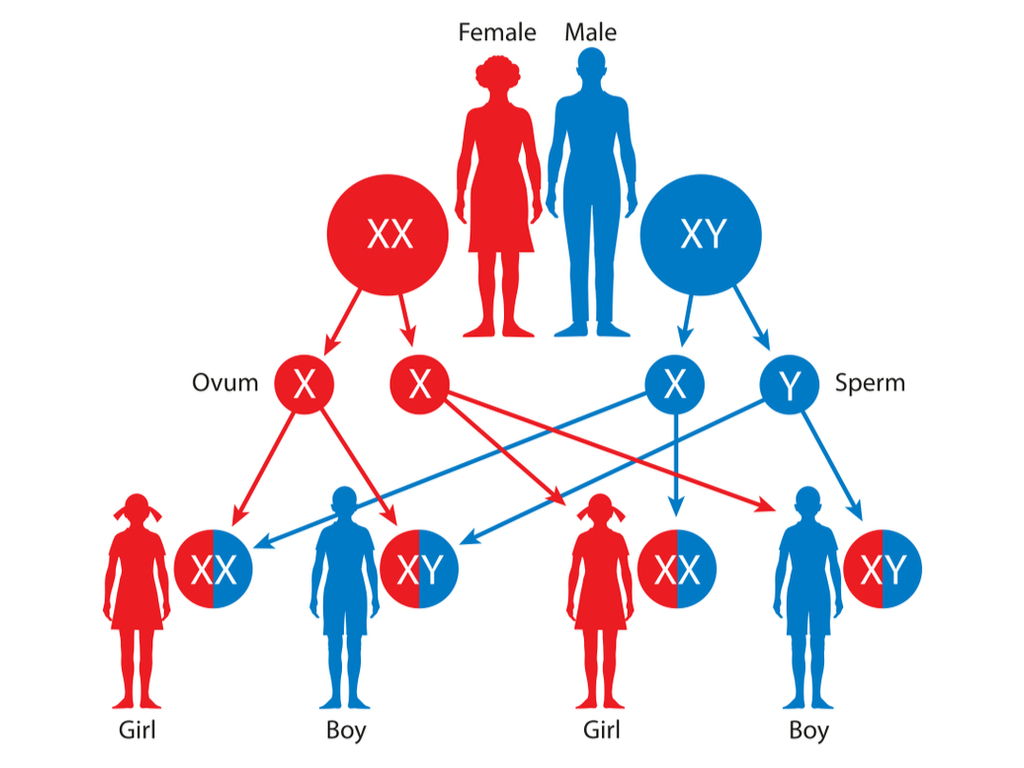 Sex Determination — Lesson Science Cbse Class 10