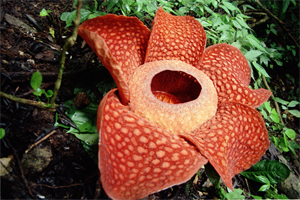 800px-09_rafflesia.png