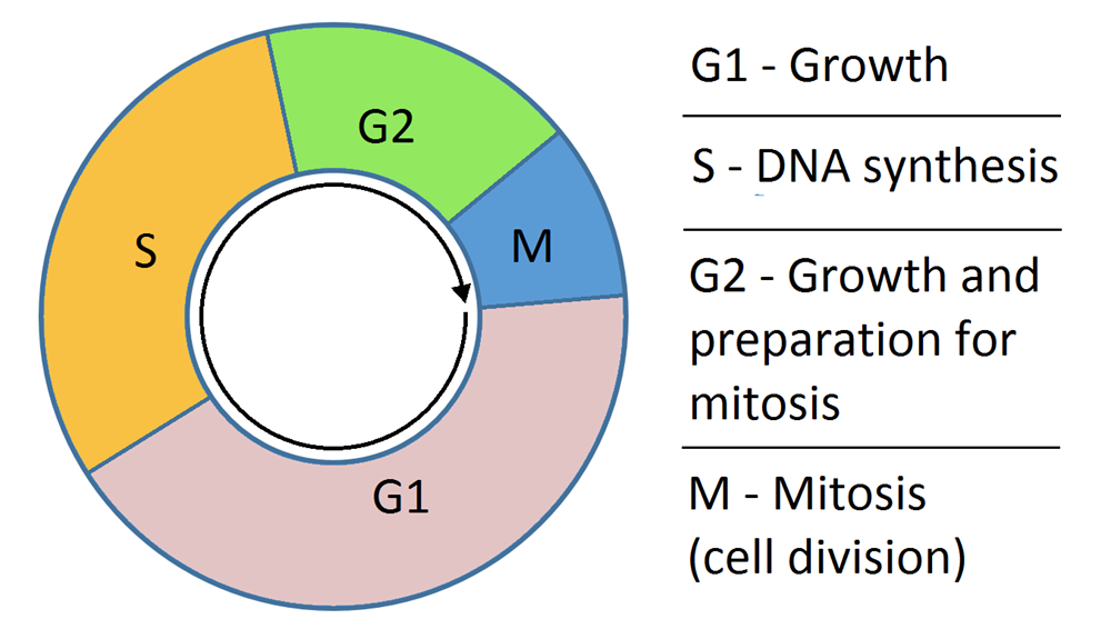 Cell division lesson Science CBSE Class 9 Biology Diagrams
