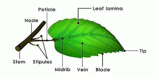 Leaf — Lesson Science Cbse Class 6