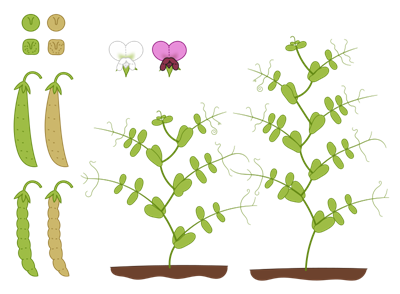 800px-Mendel_pea_traits.svg.png