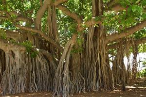 banyan-tree.jpg