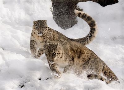 snow-leopard-1982520_1920.jpg