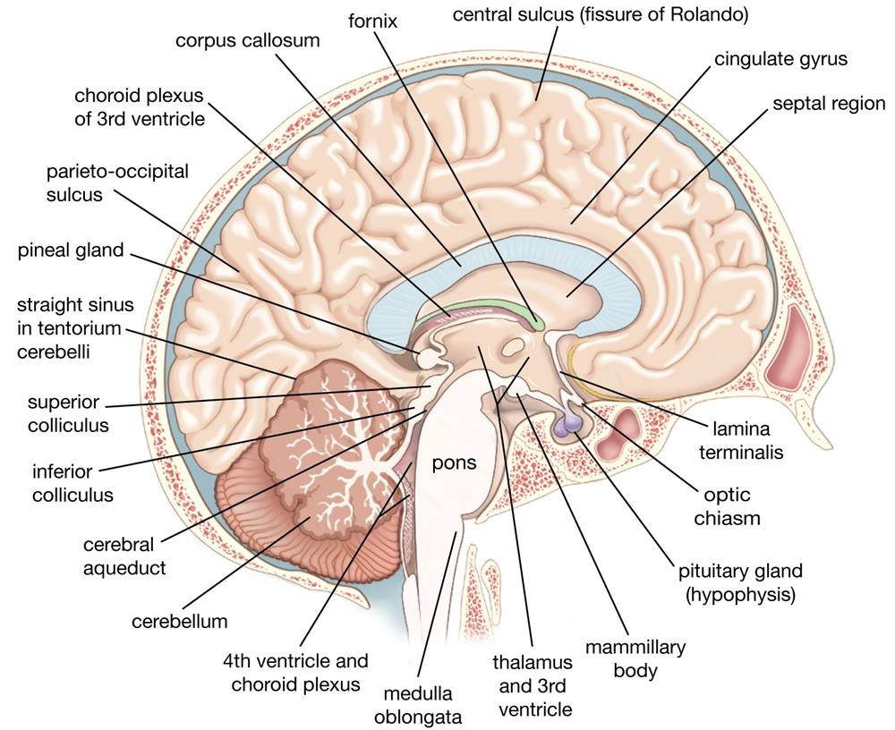 Human Brain - Midbrain And Hindbrain Structure And Function — Lesson ...