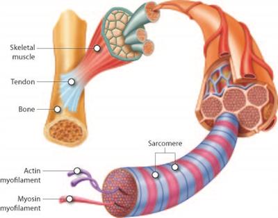 Muscular system — lesson. Science State Board, Class 6.