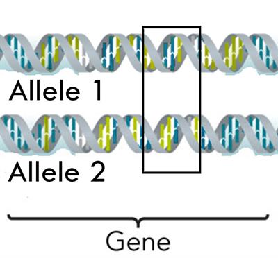 Alleles_on_gene (1).jpg