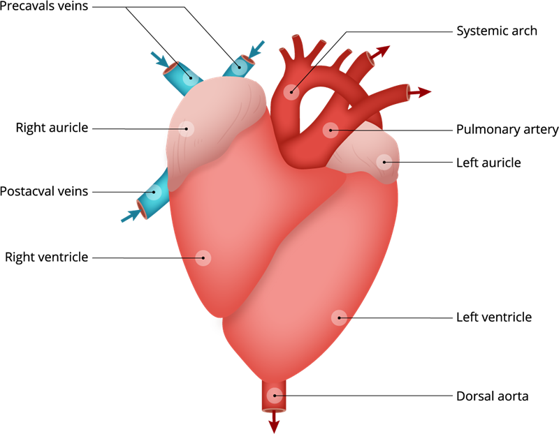 Circulatory system of rabbit — lesson. Science State Board, Class 10.