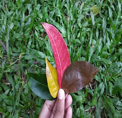 Leaves_of_different_colours.jpg