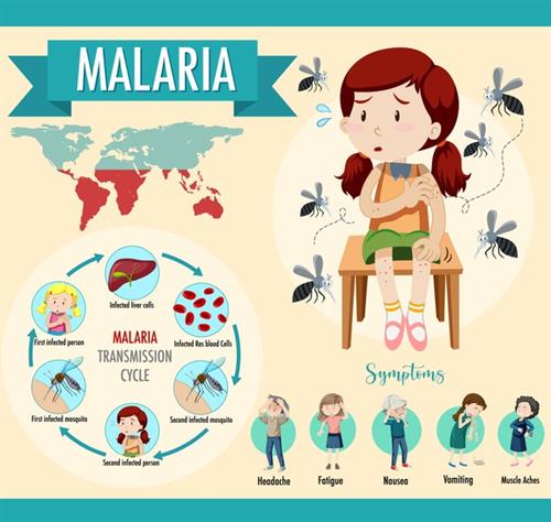 malaria-transmission-cycle-symptom-information-infographic_1308-50703.jpg