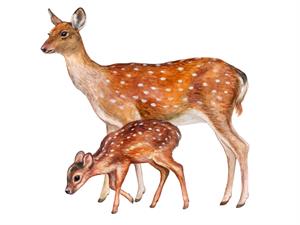 The Doe and the Fawn.jpg