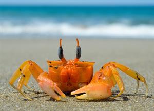 claw crab pix.jpg