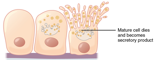 405_Modes_of_Secretion_by_Glands_Holocrine.png