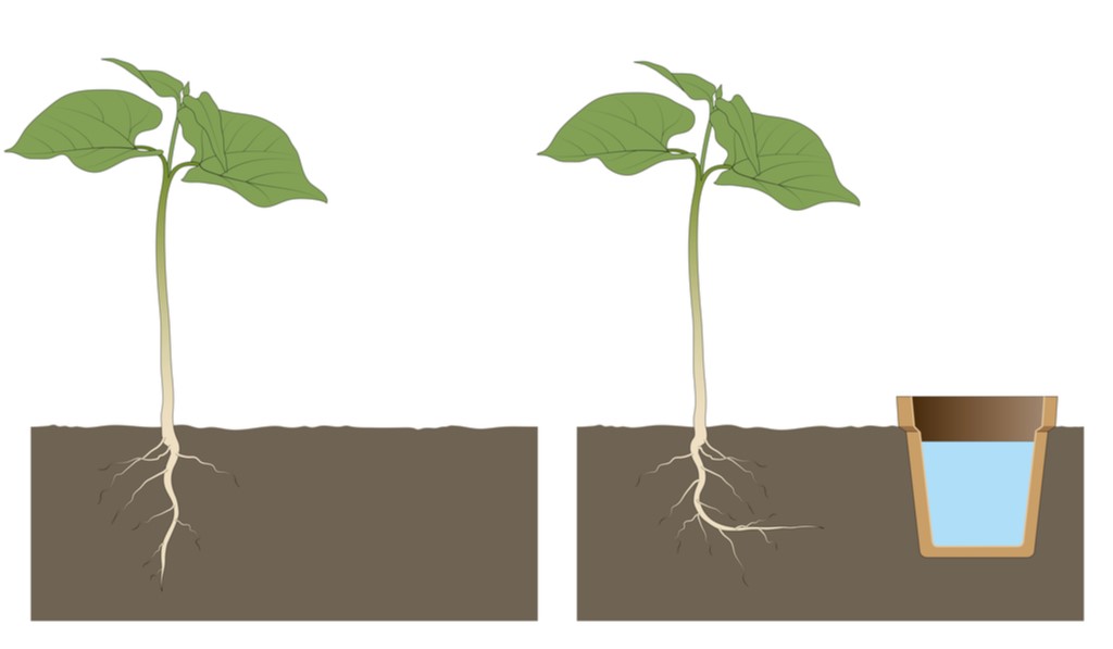 Phototropism Изображения: просматривайте стоковые фотографии, векторные изображе