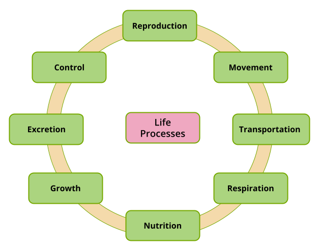 What Are Life Processes — Lesson Science Cbse Class 10