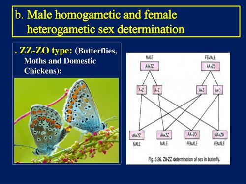 b-male-homogametic-and-female-heterogametic-sex-determination-l (1).jpg