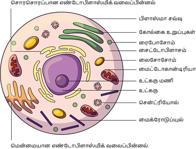 YCIND20220804_4064_Cell Biology_14.png