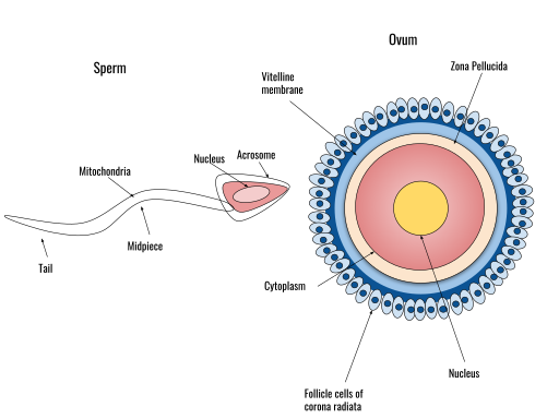 512px-The_sperm_and_ovum_during_fertilization.svg.png