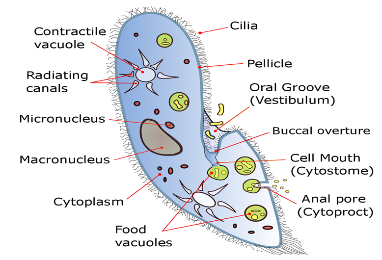 Protozoa and their structure — lesson. Science State Board, Class 8.