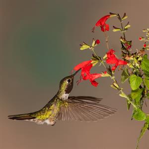 hummingbird-5255826_1280.jpg