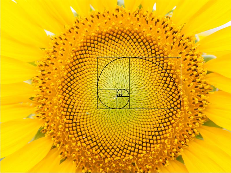 Patterns in the Fibonacci sequence — lesson. Mathematics State Board ...