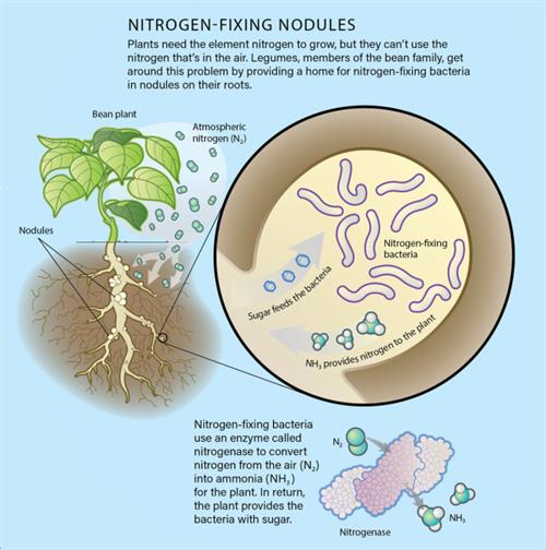 Nitrogen-Fixing-Nodules (1).jpg