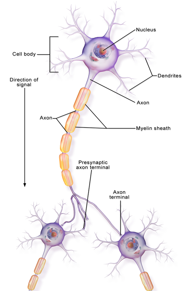 Structure of neuron and types — lesson. Science CBSE, Class 10.