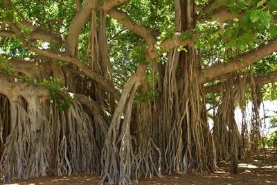 banyan-tree-1049021_1280.jpg