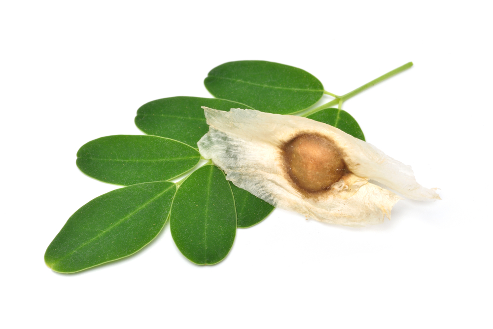 Seed dispersal agents — lesson. Science CBSE, Class 7.