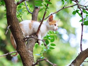 Cat stuck on a tree.jpg
