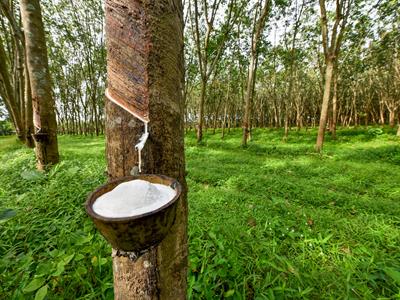 Rubber tree and bowl filled with latex - Yaclass.jpg