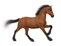 horse-1984136_1920.png