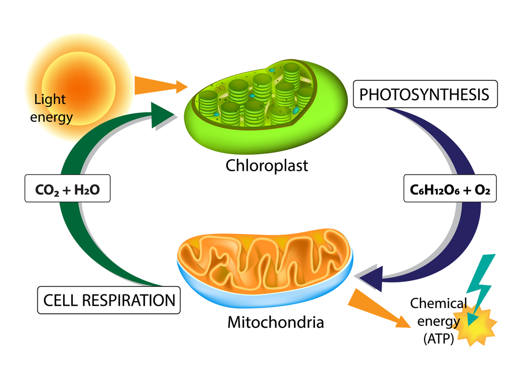 Combination reaction Examples — lesson. Science CBSE, Class 10.