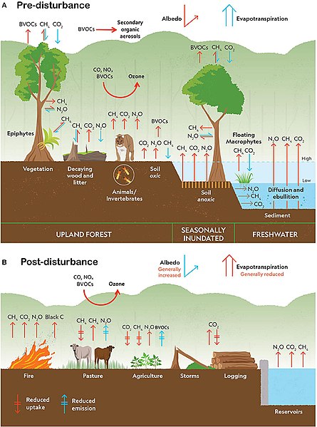 Climate_change_disturbances_of_rainforests_infographic.jpg