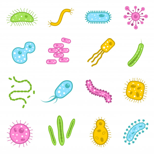 Different types of microorganisms and its structures — lesson. Science ...