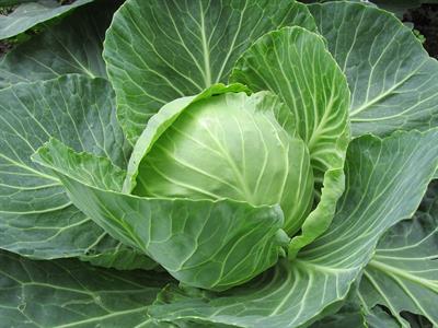 white-cabbage-2705228_1920.jpg