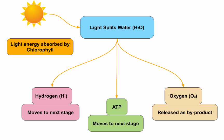 An overview of the mechanism of photosynthesis — lesson. Science CBSE, Class 10.