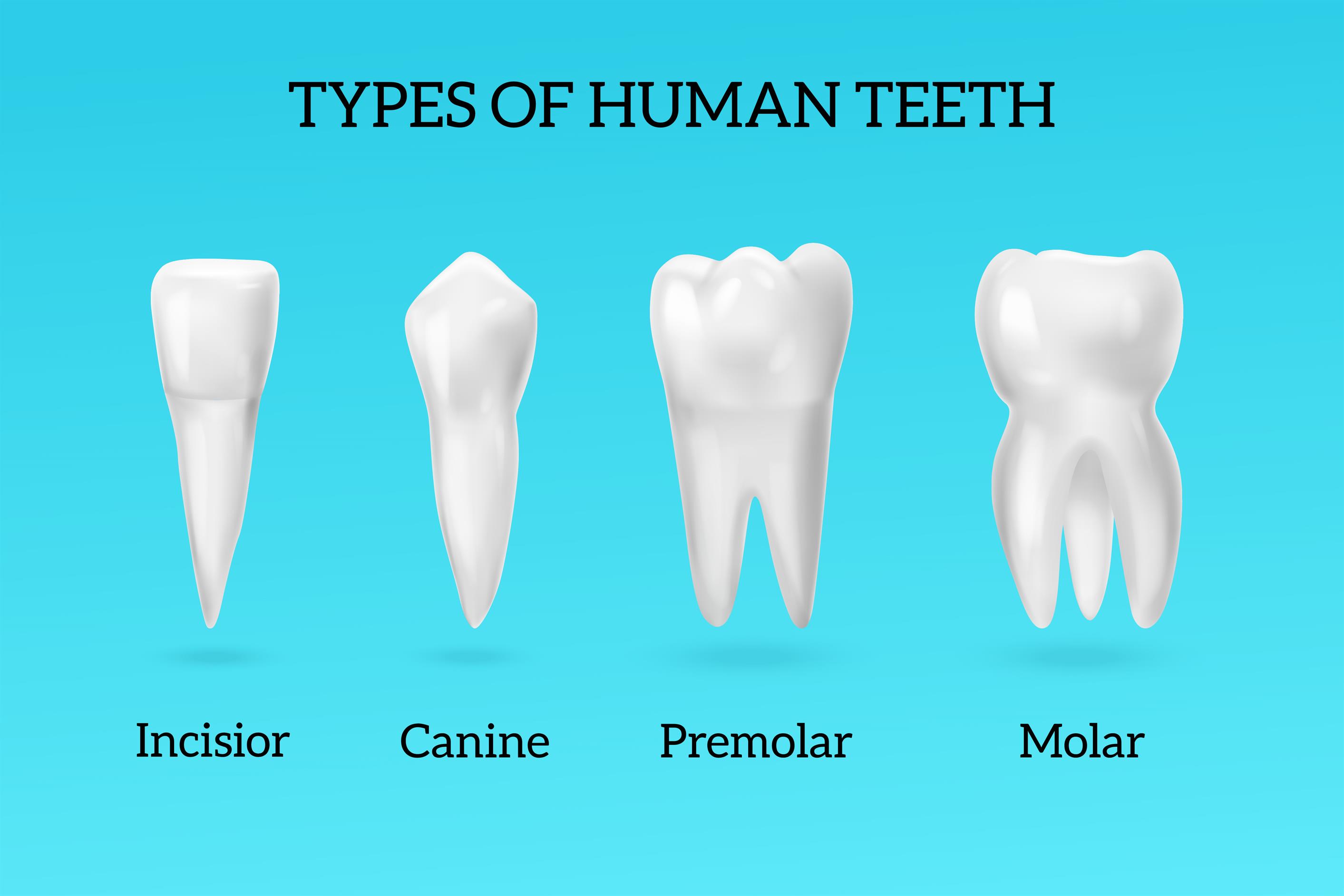 human-digestive-system-mouth-and-teeth-lesson-science-state-board