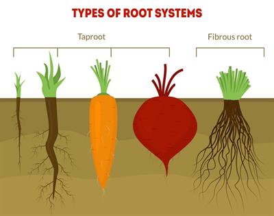 Types-and-examples-of-taproot-system.jpg