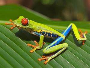 red-eyedfrog-643480_960_720.jpg