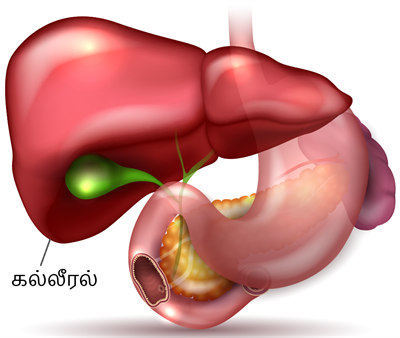 YCIND_221123_4748_liver and stomach.png