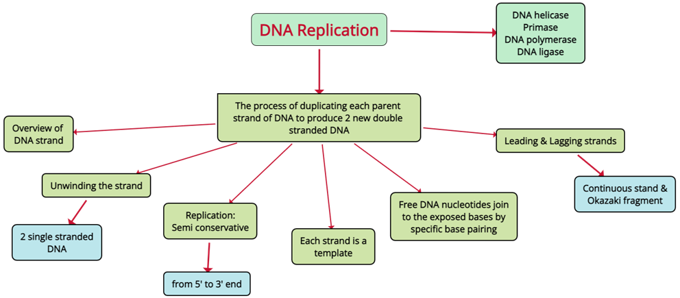 DNA Replication.png