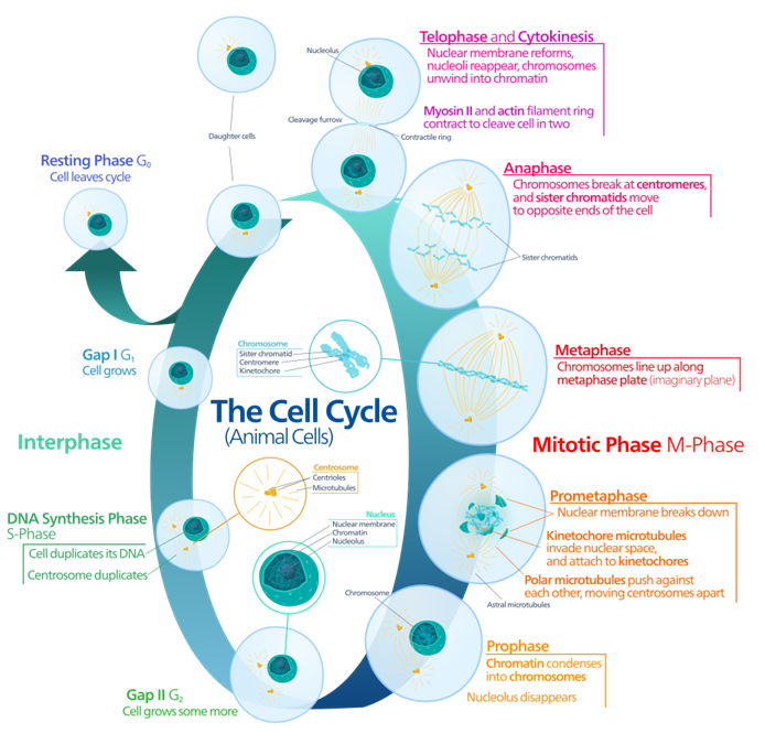 926px-Animal_cell_cycle-en.svg (1).png