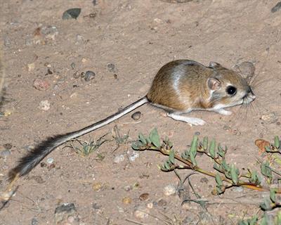 Merriam's_Kangaroo_Rat,_Chihuahuan_Desert,_New_Mexico.jpg