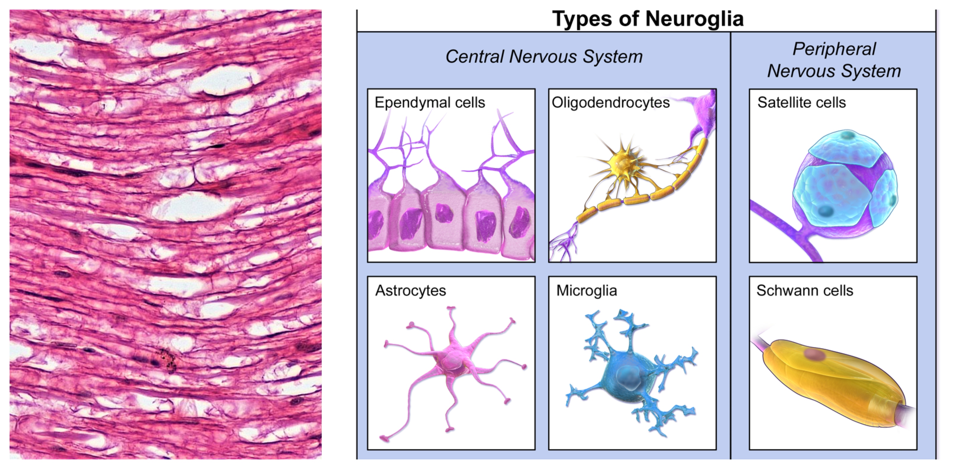 Nervous tissue — lesson. Science CBSE, Class 9.