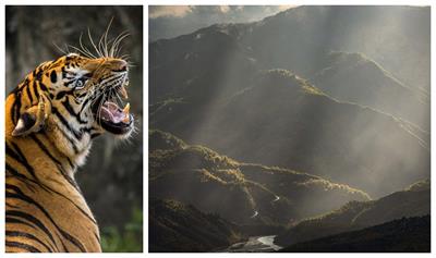 tiger roar.jpg