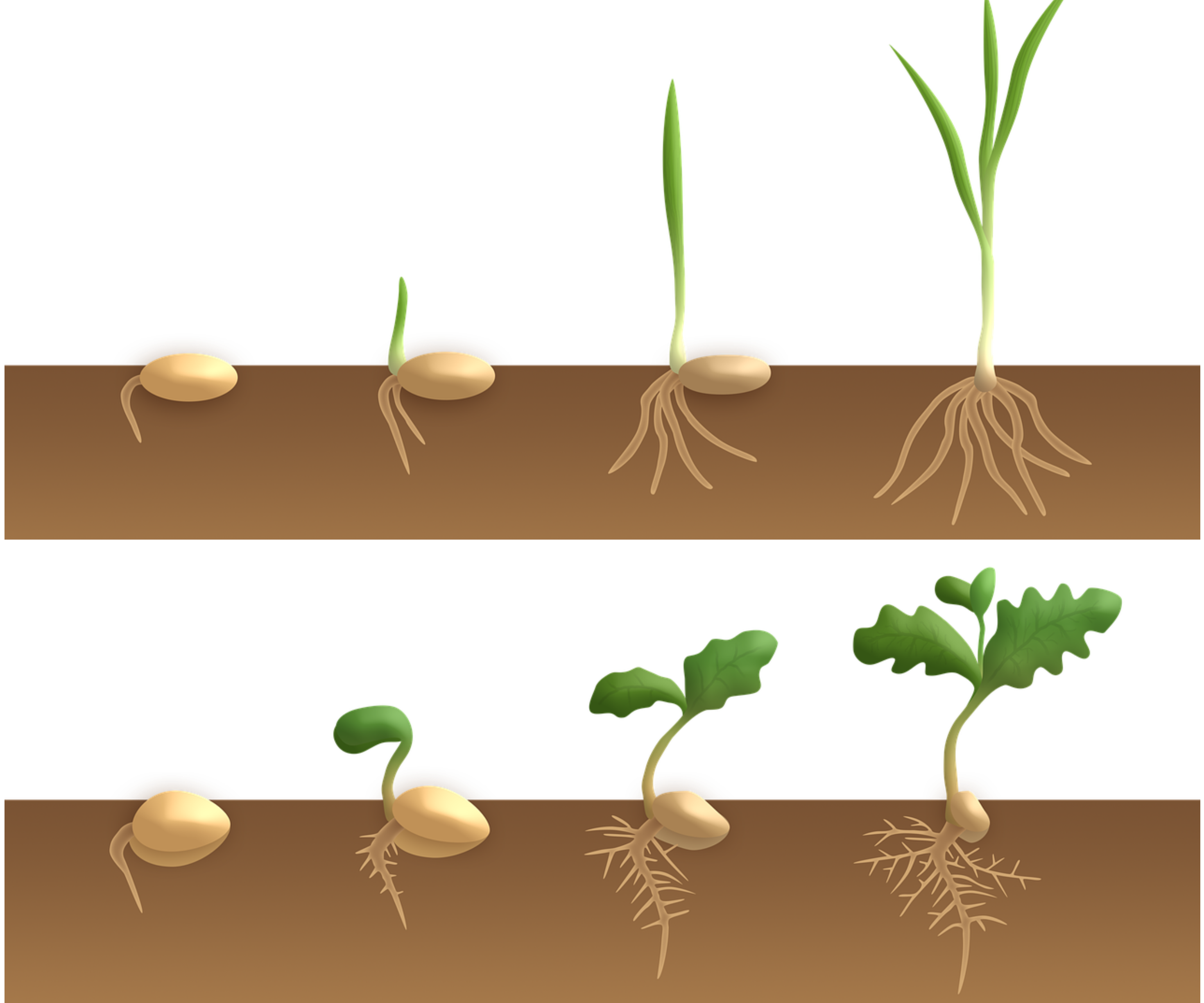 Flowering plants — lesson. Science State Board, Class 7.