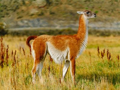 Guanaco - South America - Yaclass.jpg